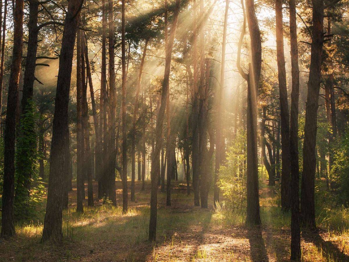 木はどのくらいCO2を吸収するの？
