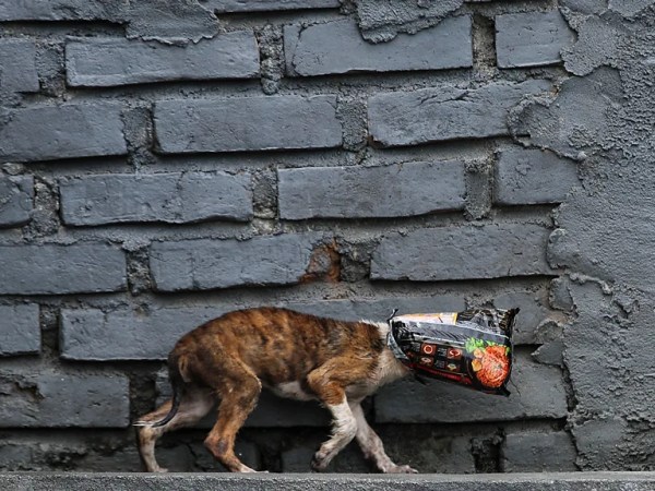 人類は本当に地球上のすべての生命を滅ぼすことができるのでしょうか？