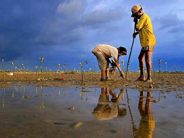マングローブの森は気候の擁護者である。。。人が植えたものでさえも