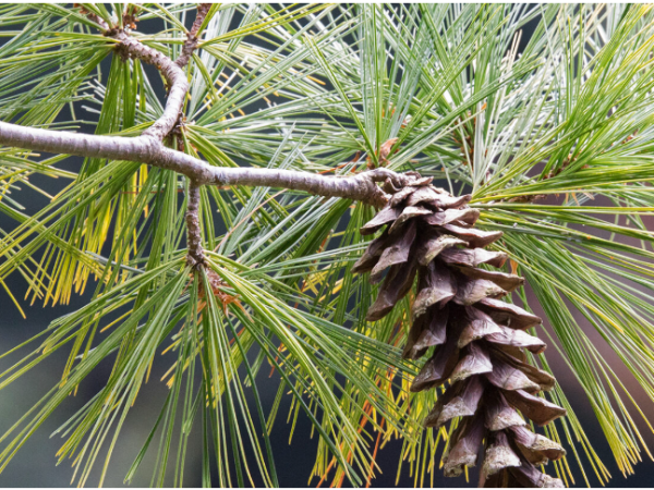 森林再生を超えて、「プロフォレステーション 」に挑戦しよう