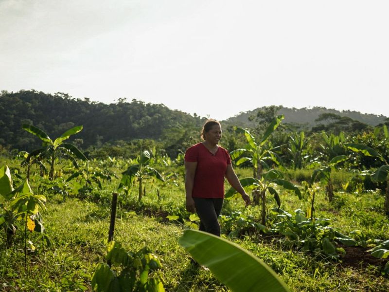 木を使った農業：気候変動と闘うアグロフォレストリーの可能性を浮き彫りにする新しい研究
