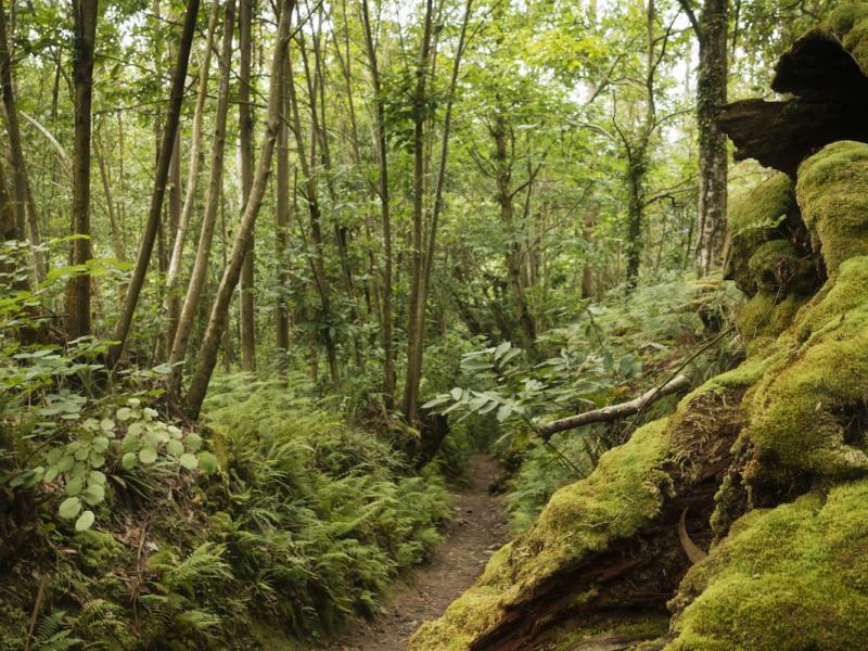 苔の秘密の生活