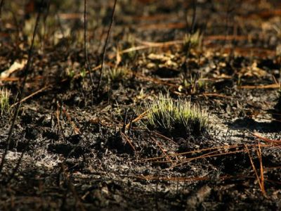 森林はこれまで考えられていたよりも早く炭素を吸収できます